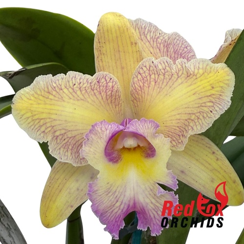 Brassolaeliocattleya George King 'Southern Cross' X Pot. Deception Variable 'Good Yellow'