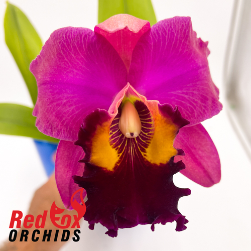 Brassolaeliocattleya Sunstate's Camp Fire