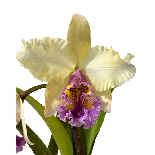 Brassolaeliocattleya George King 'Southern Cross' x QOS 80th Anniversary