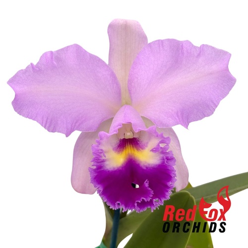Laeliocattleya Angel Heart X C. Horace