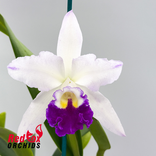 Laeliocattleya Stephen Oliver Fouraker X Blc. Marg Putman (4n)