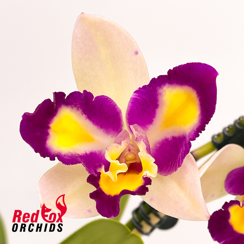 Brassolaeliocattleya Taiwan Boy