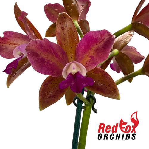 Laeliocattleya Jungle Queen X C. Chocolate Drop 'Garcia' (4n)