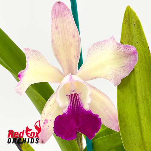 Laeliocattleya Jungle Queen x Potinara Little Toshie 'Golden Dream'