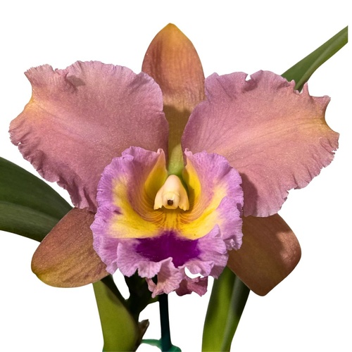 Brassolaeliocattleya Deception Grace X Blc. George King 'Southern Cross'