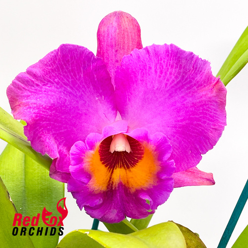 Brassolaeliocattleya Canyon Dusk 'Carmela' X Blc. (Burdekin Delight X Chocolate Drop (4n))