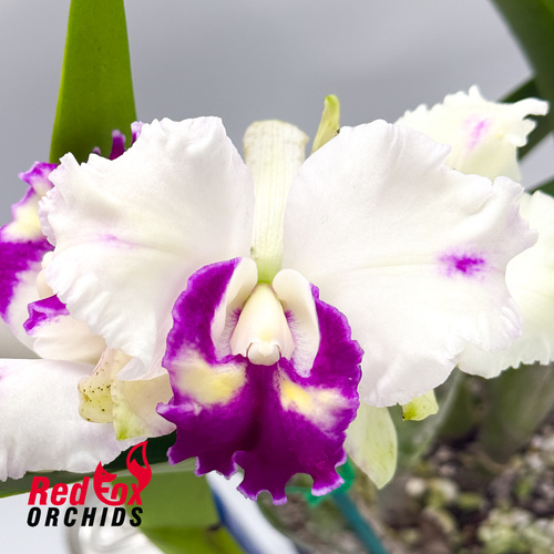 Brassolaeliocattleya QOS 80th Anniversary 'Super SA Splash Pot' x Laeliocattleya Supersonic 'Striking Lip'