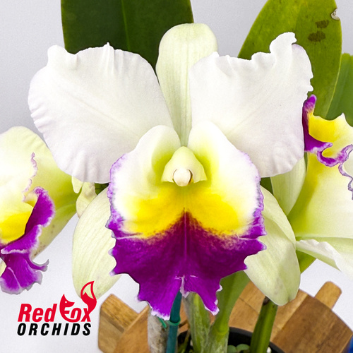 Brassolaeliocattleya QOS 80th Anniversary x Memoria Anna Balmores 'Convex'
