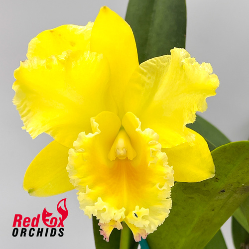 Brassolaeliocattleya George King 'Southern Cross' x Potinara (Love Call x California Girl) 'Good Yellow'