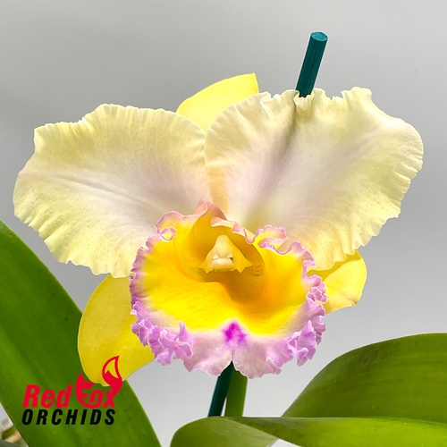 Rhyncholaeliocattleya California Girl 'Orchid Library' X Rlc. Deception Peak