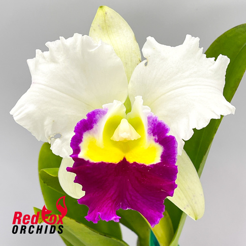 Laeliocattleya Stephen Oliver Fouraker X Blc. Memoria Anna Balmores 'Convex'