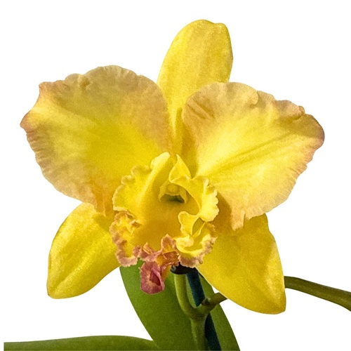 Brassolaeliocattleya Love Sound 'Dogashima' x Pot. Free Horizon 'Lemon Delicious'