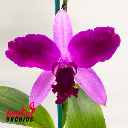 Cattleya Topaz Acclaim X Lc. Mari's Song