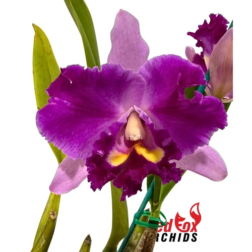 Laeliocattleya Orchid Affair 'Big Dark Tips' X Blc. Tzeng-Wen Dragon 'Copper'