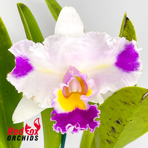Brassolaeliocattleya QOS 80th Anniversary 'Super Splash' near SA pot X George King 'Southern Cross'