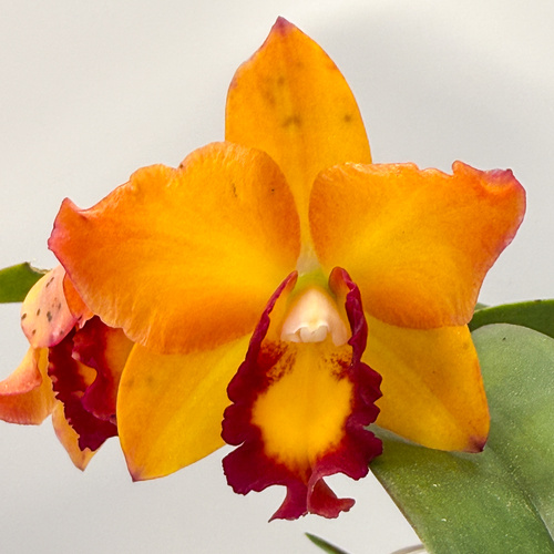 Brassolaeliocattleya Topaz Classic 'VG Full Yellow' X Sc. Dal's Tradition 'Moonshine'