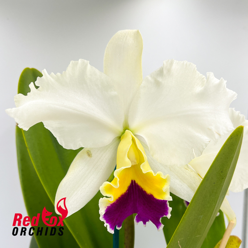 Laeliocattleya Stephen Oliver Fouraker X Blc. Topaz Impact