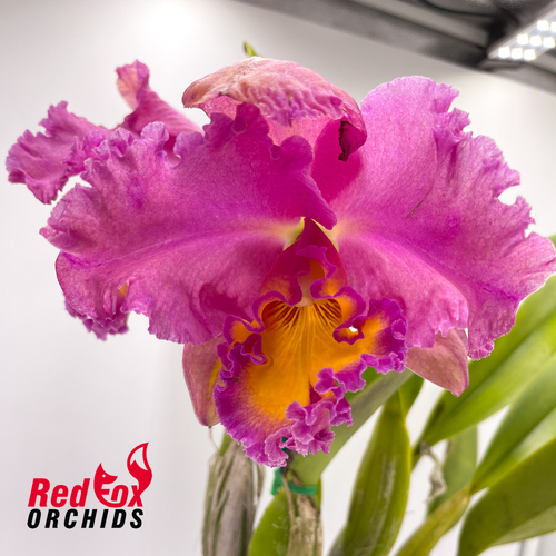 Brassolaeliocattleya Roy Maidment