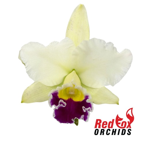 Laeliocattleya Stephen Oliver Fouraker X Blc. George King 'Southern Cross'