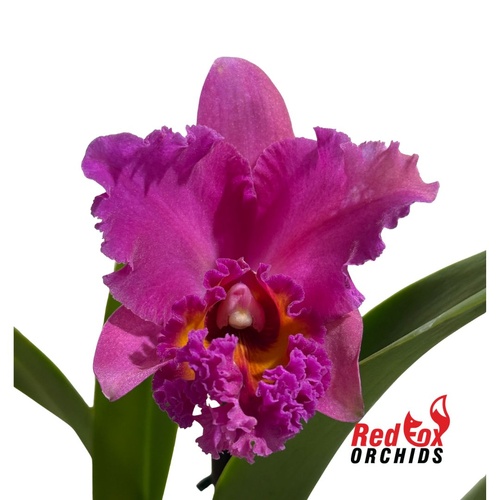 Brassolaeliocattleya George King 'Southern Cross' x Burdekin Midnight 'Midnight Magic'