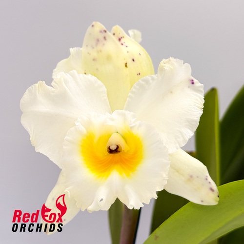 Brassolaeliocattleya California Girl 'OrchidLibrary' X Blc. Roy Maidment