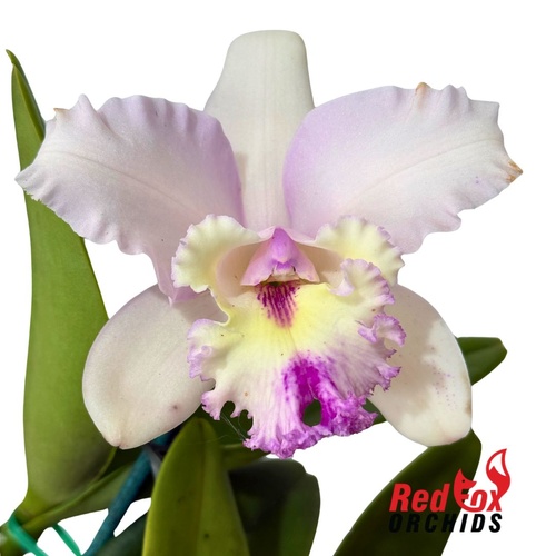 Cattleya intermedia 'Super Feb' X Blc. Deception Grace