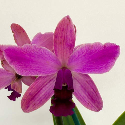 Cattleya Topaz Acclaim [CLM]) 'Big Full Tall Dark' X Blc. Rosella's Lovely Sunset 'All Dark Coral'