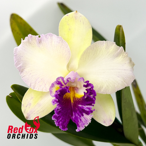 Brassolaeliocattleya Deception Tang X Blc. California Girl 'OrchidLibrary'