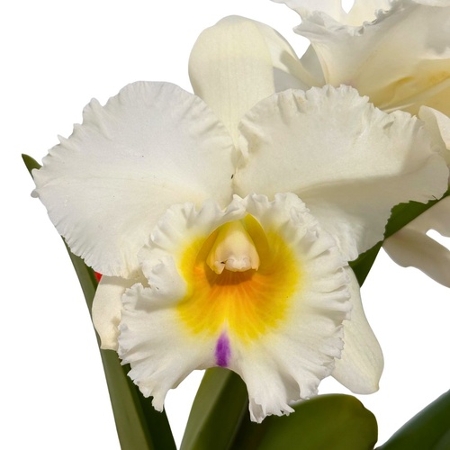 Brassolaeliocattleya Glenlee Delight X Blc. Pink Empress 'Ju-Sen'