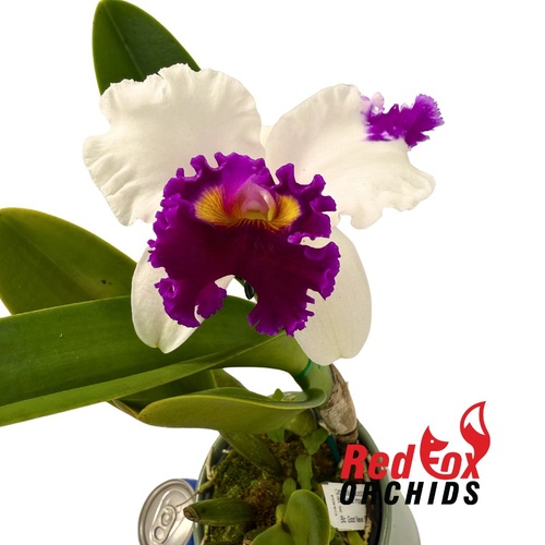 Brassolaeliocattleya Topaz Impact x Good News 'Burdekin'