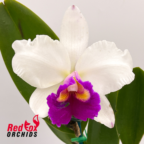 Brassolaeliocattleya Topaz Impact x Good News 'Burdekin'