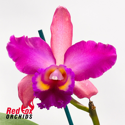 Brassolaeliocattleya Deception Grace 'Copper' X Blc. (Donna Kimura X Susan Holcombe)