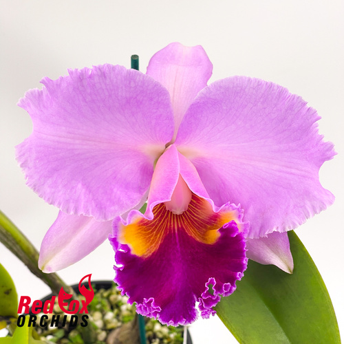 Brassolaeliocattleya Goldenzelle 'Tokyo' X Bc. Donna Kimura 'Paradise Tami'