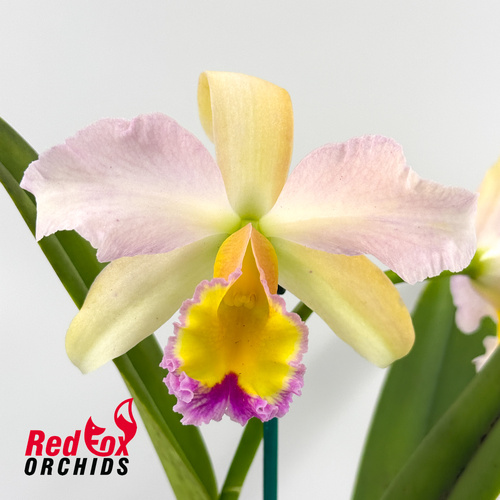 Brassolaeliocattleya Topaz Love 'White, Yellow Splash' X Blc. George King 'Southern Cross'