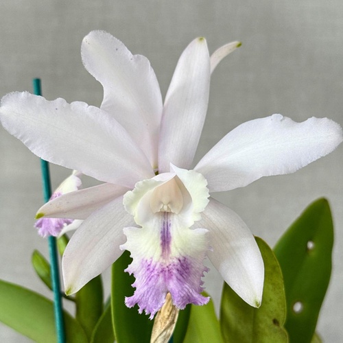 Cattleya intermedia var. coerulea aquinii orlata (Kuranda) X C. Betsy's Azure Sea (4n)