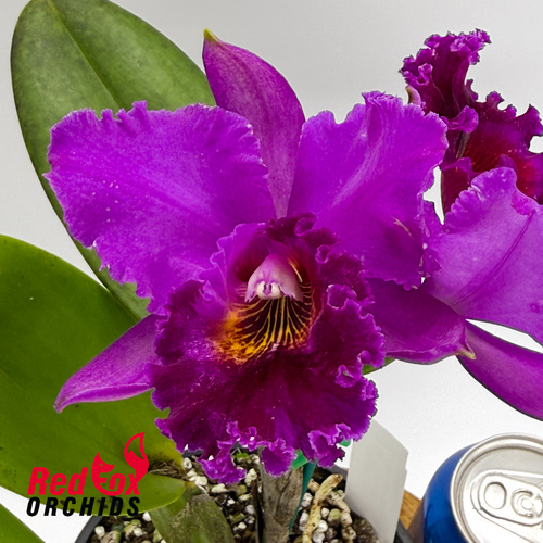 Brassolaeliocattleya Topaz Love 'White, Yellow Splash' x Glenn Maidment 'Southern Cross'