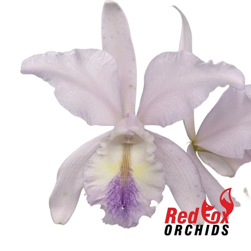 Cattleya intermedia coerulea (4n) 'Big & Fat' X Lc. Cariad's Mini-Quinee 'Angel Kiss'