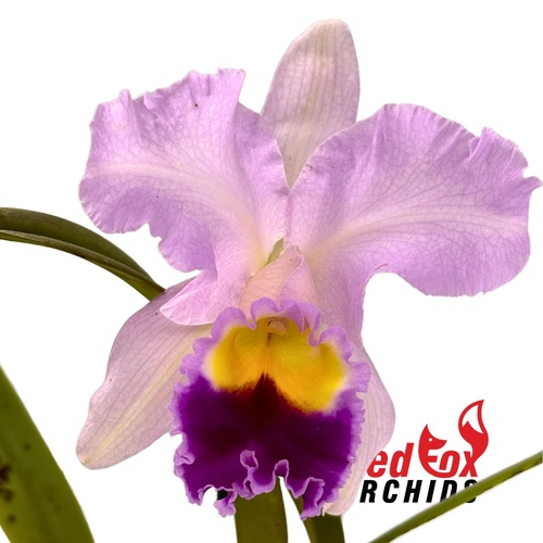 Laeliocattleya Melody Fair 'Carol' X Blc.(Horace X Love Sound)