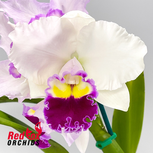 Cattleya Melody Fair 'Carol' X Rchg. Topaz Fandango