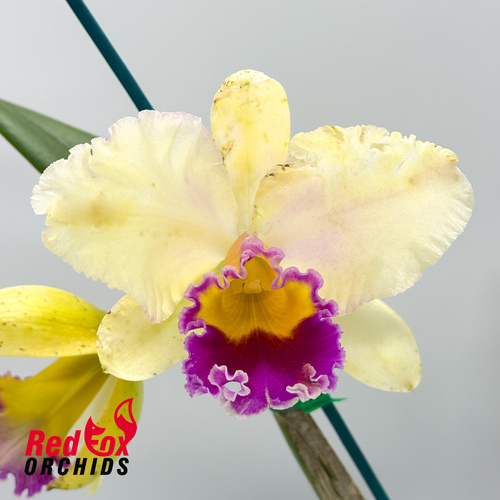 Cattleya Melody Fair 'Carol' X Rchg. Topaz Fandango