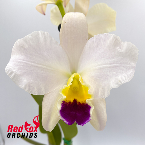 Brassolaeliocattleya Topaz Impact