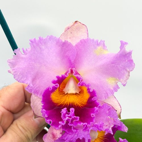 Cattleya Horace X Blc. Golden Majestic
