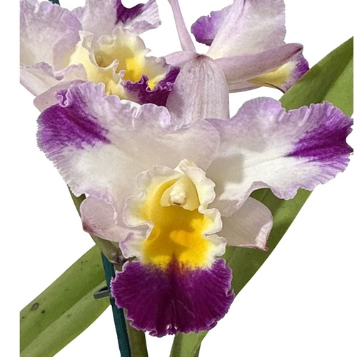 Brassolaeliocattleya (Bryce Canyon x Narooma) x Potinara Sebastian Scalia 'Ruby'