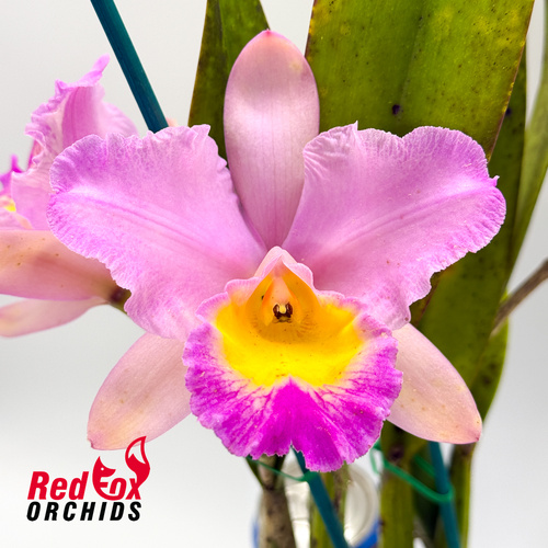 Brassolaeliocattleya Burdekin Summitt 'Brightest Orange' X Blc. Aranbeem 'Rose'