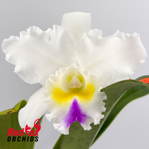 Brassolaeliocattleya California Girl 'Orchidlibrary' X Lc. Stephen Oliver Fouraker