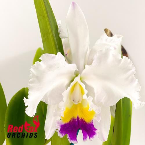 Brassolaeliocattleya California Girl 'Orchidlibrary' X Lc. Stephen Oliver Fouraker