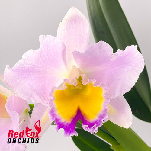 Brassolaeliocattleya California Girl 'Orchidlibrary' X Blc. Topaz Impact