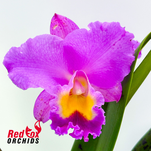 Cattleya Horace x Brassolaeliocattleya Topaz Joy
