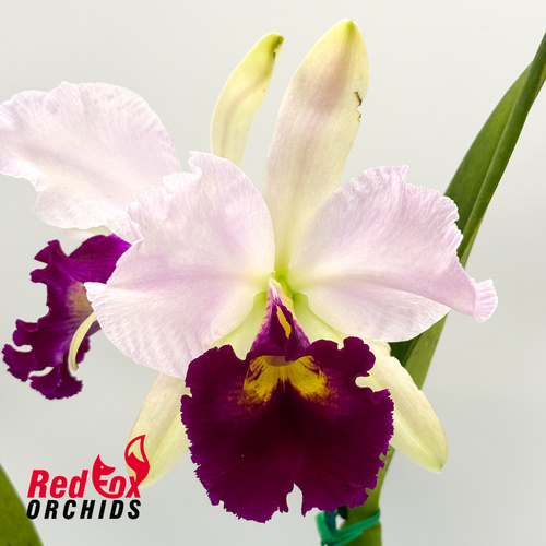 Cattleya Horace x Brassolaeliocattleya Topaz Joy