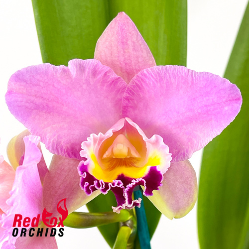 Cattleya Horace x Brassolaeliocattleya (Love Sound x Topaz Dancer) 'Super Round Yellow'